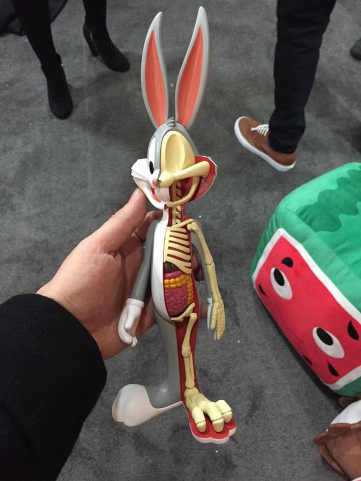 anatomical wabbit